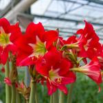 Bulbes à fleurs à planter à l'automne - Amaryllis Hippeastrum Strié (x1) - face recto